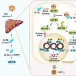 J Hepatol | 天津医科大学张晓东/郝希山等发现HBX诱导的HSPB1是一个潜在的治疗靶点