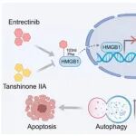 Autophagy | 浙江大学罗沛华/徐志飞恩发现曲替尼诱导心脏毒性的潜在新机理