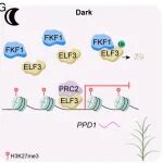 PNAS | 南京农业大学秦正睿团队发现FKF1-ELF3-PRC2模块调节温带禾本科植物的开花时间