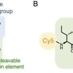 J. Am. Chem. Soc. | 通过颗粒酶B的淬灭活性探针评估肿瘤对免疫治疗的响应
