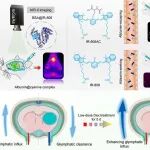 ACS Nano：利用工程化NIR-II纳米探针揭示右美托咪定增强健康及睡眠受限小鼠大脑废物清除的作用