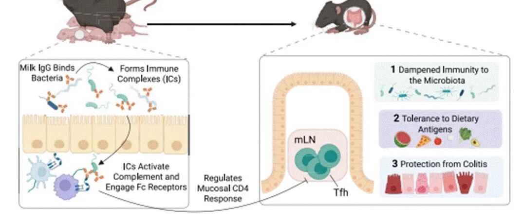 Science | 母体IgG调节新生儿肠道免疫系统应答机制