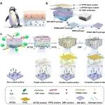 福建农林大学赖春梅/福州大学赖跃坤 AFM：双涂层抗冻保湿二极管状水凝胶