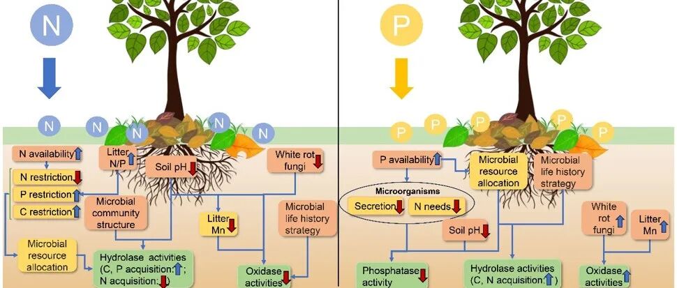 Plant and Soil 最新重要综述！氮磷富集与凋落物分解