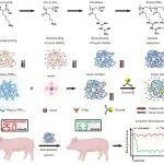 华东理工刘润辉教授课题组 JACS：双胍基化聚噁唑啉-胰岛素复合物在小型猪中实现长效葡萄糖响应性胰岛素释放