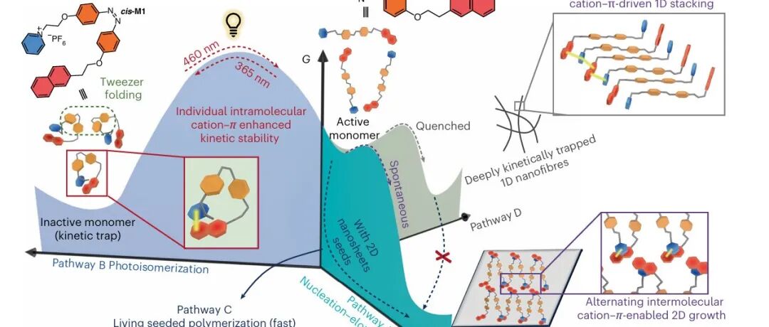研究进展：西北工业大学田威团队，光控超分子聚合 | Nature Synthesis