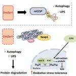 陈光超团队最新Autophagy