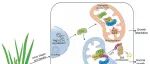 PNAS | 华南农业大学陈乐天/谢勇尧发现泛素介导的降解限制了水稻细胞质雄性不育蛋白WA352向花药的时空积累