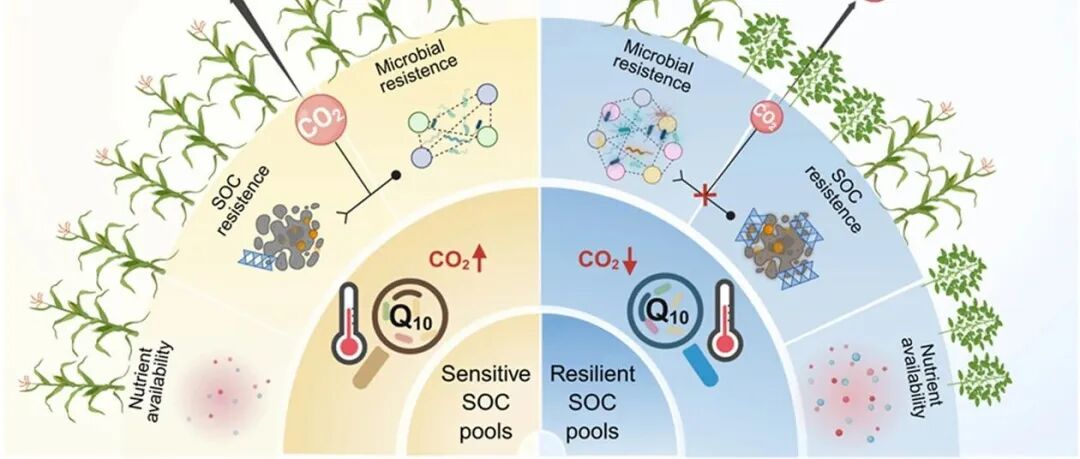 豆禾间作固碳效应丨SOIL BIOL BIOCHEM：长期间作通过增强微生物活性和底物抗性缓解了增温导致的碳损失