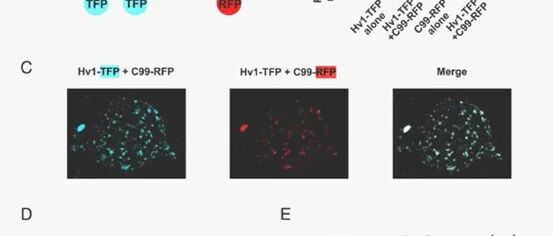 PNAS|淀粉样蛋白前体蛋白和C99是人小胶质细胞Hv1通道中的亚基可增强电流和炎症介质的释放