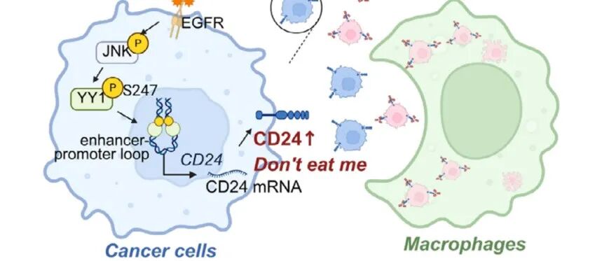 复旦大学发现EGFR-TKI耐药关键靶点—CD24