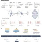 研究进展：复旦大学，铁电材料-神经形态计算 | Nature Reviews Electrical Engineering