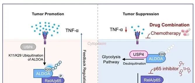 Cell Death & Differ | 北京大学郑晓峰课题组揭示代谢酶ALDOA入核激活NF-κB信号通路驱动胰腺癌进展