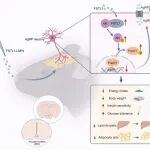 Neuron | 重庆医科大学杨梦柳团队合作揭示下丘脑胰岛素信号增敏因子FSTL1及其减重机制