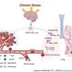 Cancer Res | 同济大学俞作仁/王海芸团队揭示精神压力重塑肺微环境中性粒细胞促进乳腺癌肺转移新机制以及相应治疗策略