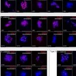 石河子大学博士生一作一区Top期刊发文在甘草染色体进化生物学研究中取得系列进展