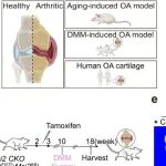 Nat. Commun：基于环状RNA的蛋白质替代疗法可减轻雄性小鼠骨关节炎