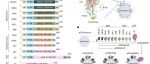 厦门大学夏宁邵/李少伟等合作最新Nature子刊