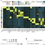 Nat Aging | 四川大学胡洪波等合作绘制人类胸腺与外周T细胞衰老的多维全景图谱