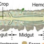 Nat Microbiol | 浙江大学方卫国等通过改造绿僵菌挥发长叶烯，提出了“诱杀一体”蚊虫绿色防控策略！