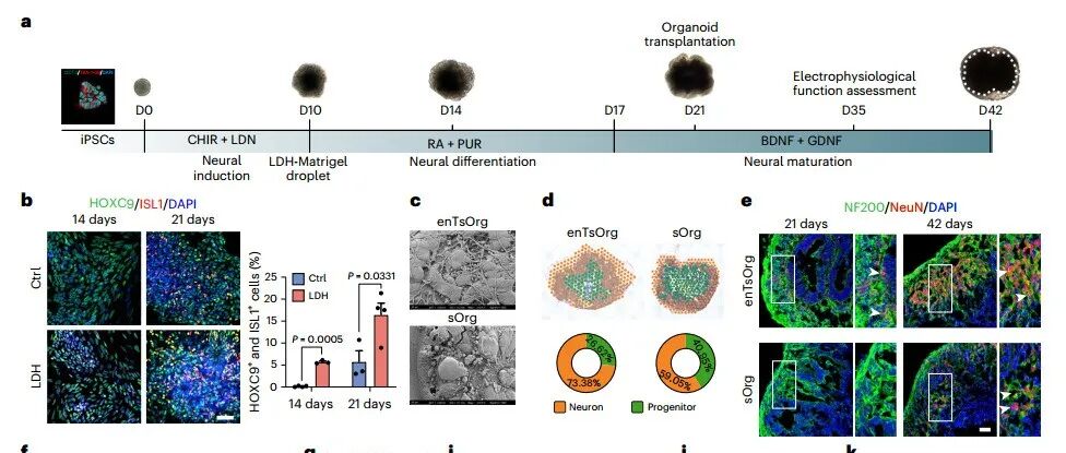 同济大学朱融融/程黎明合作最新Nature子刊