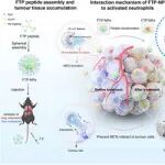 Adv Sci | 南方科技大学张路等合作发现肝细胞癌转移的潜在新机理
