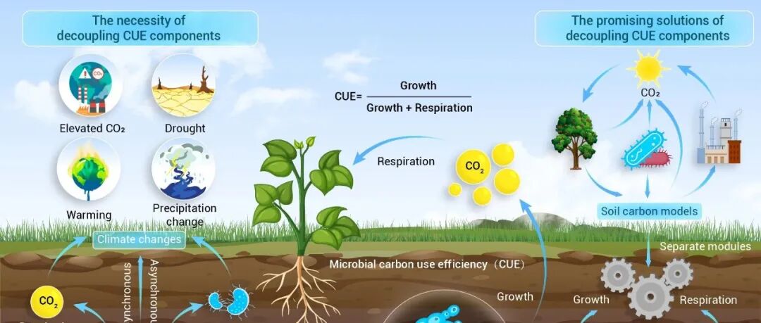 The Innovation Geoscience | 生长 vs. 呼吸：解析土壤微生物碳利用效率的核心视角