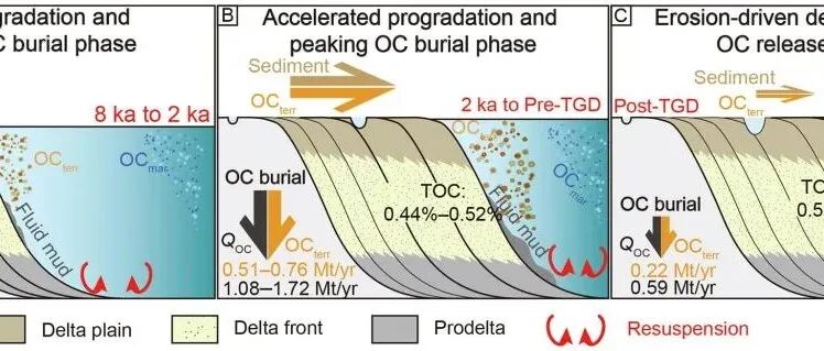 Geosci. Front. | 长江三角洲有机碳埋藏演变：从全新世到人类世的重要转折