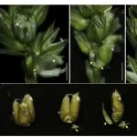 Plant Commun | 中科院遗传所凌宏清团队及合作者破解小麦“三胞胎”之谜