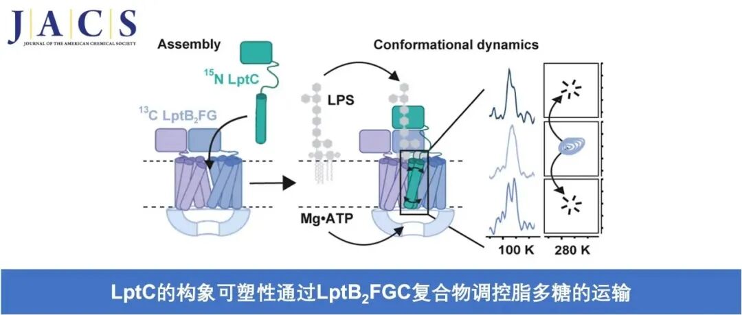 JACS | LptC 的构象可塑性通过 LptB2FGC 复合物调控脂多糖的运输