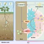 南京农业大学沈其荣院士团队张瑞福教授课题组在微生物肥料模式菌芽孢杆菌SQR9促进作物铁吸收机制方面取得重要进展