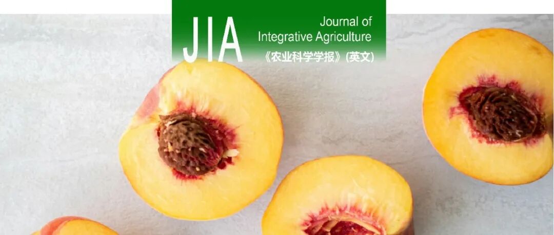 JIA | 河南科技学院特色果树生理生态与遗传育种丁体玉博士探析套袋桃果实红色着色机制