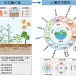 南京农业大学土壤生态团队最新综述：生态集约化提升农田土壤多功能性