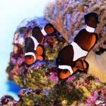 一场热浪，佛罗里达珊瑚礁遭遇“功能性灭绝”【Science周一新闻】