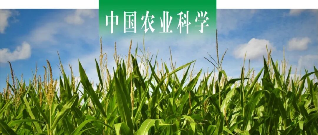 中国农业科学｜宁夏大学吴娜教授团队探究不同耕作方式下盐碱地玉米光合物质生产能力对有机肥用量的响应