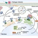 【科技前沿】浙江大学徐平龙团队Trends in Cell Biology综述 | 细胞器特异性的cGAS-STING信号机制
