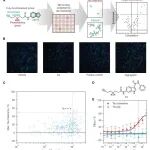 Cell Chem. Biol. | 共价靶向P4HB的化合物可清除tau聚合物