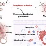 JACS：双光子光激活的荧光团用于活细胞中的细胞器成像和组织水平成像