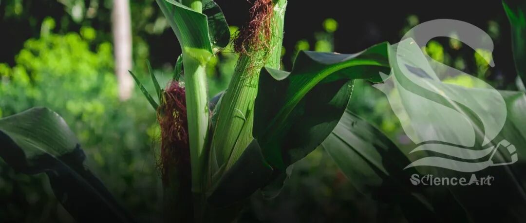 Nature genetics | 中国农大秦峰团队发现玉米的“生命蓝图”：找到抗旱新钥匙！