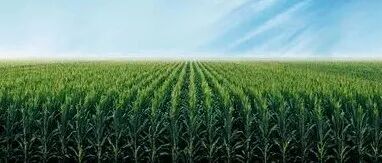 刚刚，中国农业大学杰青团队再发Nature Genetics！56个玉米泛基因组发布，系统解析玉米抗旱遗传机制