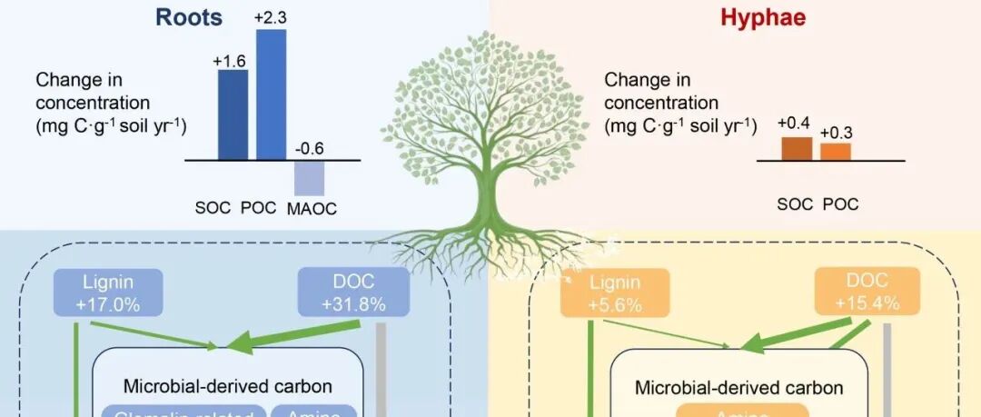 根系驱动SOC固存丨GLOBAL CHANGE BIOL：根系主导作用超越超根系菌丝，驱动热带森林演替过程中的土壤有机碳积累