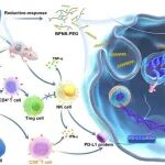 Nat Nanotechnol | 四川大学生物医学工程学院孙勇/樊渝江团队揭示黑磷纳米片的免疫治疗新机制