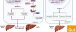 Gut | 华中科技大学徐传瑞教授团队发现肝内胆管癌谷氨酰胺代谢重编程新机制
