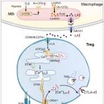 Nat Microbiol | 同济大学戈宝学团队发现结核杆菌上调调节性T细胞（Treg）CTLA-4抑制宿主抗结核免疫