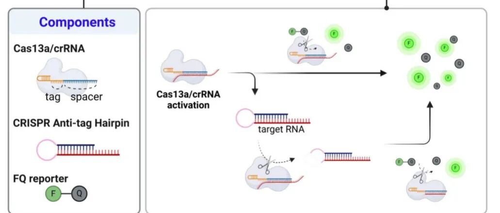 Nat. Commun. ¦基于CRISPR/Cas13a的抗标签发夹介导的室温RNA检测技术