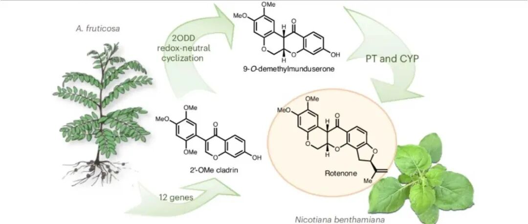 阅读 Nat. Synth丨鱼藤酮类化合物的生物合成与工程化研究