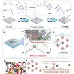 广西大学李冬冬 Adv. Mater.：共聚诱导微相分离制备多级锌离子缓冲水凝胶界面层→实现高稳定锌阳极