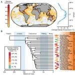 PNAS | 中国海洋大学董云伟团队揭示乳酸脱氢酶A在结构和功能上的温度适应反映了几个关键蛋白区域的趋同进化