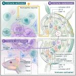 复旦大学季彤/樊嘉/周俭/孙云帆等合作最新Cell