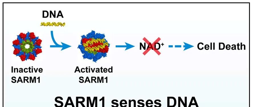 新的DNA感受器！大连医科大学最新Cell